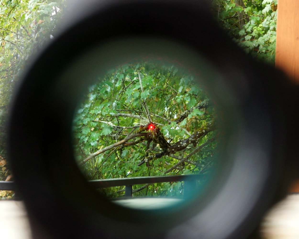 image showing a red dot on a scope