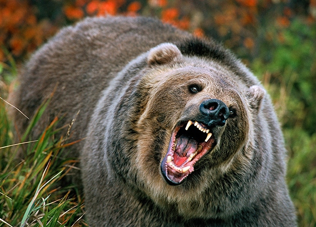 angry grizzly bear
