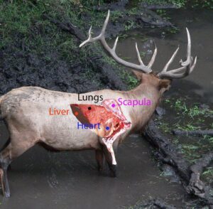 A picture of an elk's broadside