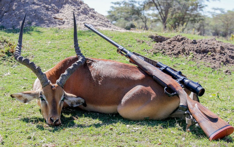 great-big-game-rifles-rifle-shooter