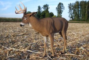 3 Best Deer Decoys you can buy and how to use them