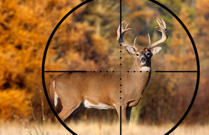 deer in scope