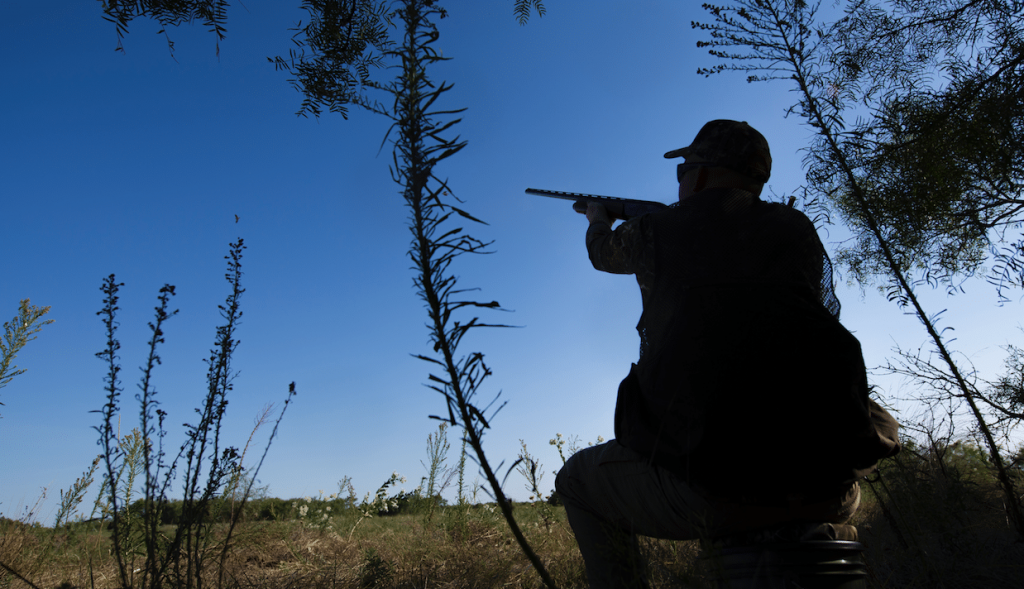 Best Shotguns for Dove Hunting Gun News Daily