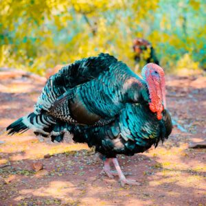 a healthy and radiant turkey