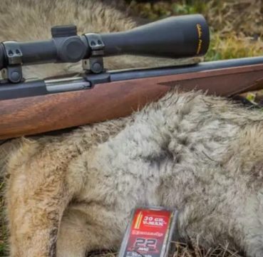 a picture of a Coyote killed with .22 magnum rifle