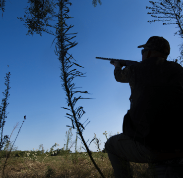 Dove Shotgun FI3 Ed2