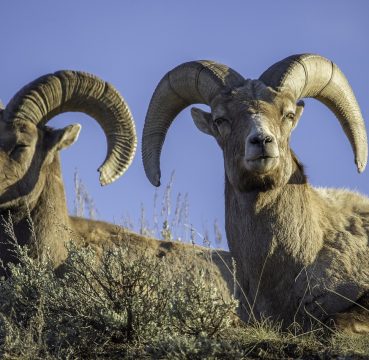 trophy hunting