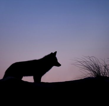 Predator Hunting at Night