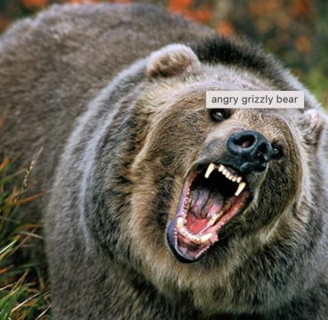 survive a bear attack