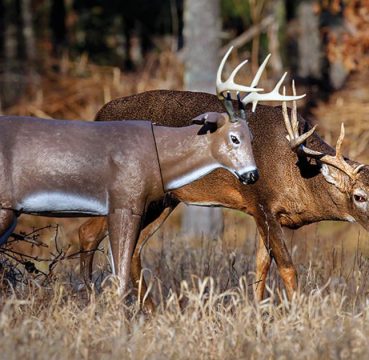 wide racked buck circling decoy