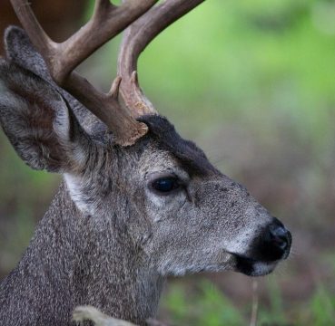 Whitetail Deer
